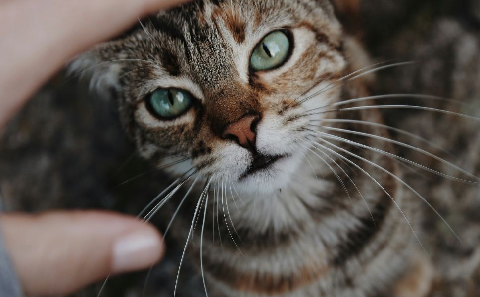So streicheln Sie Ihre Katze – Pawsometime