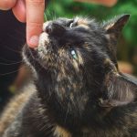 Warum beißt mich meine Katze? Tipps, um das Beißen zu vermeiden