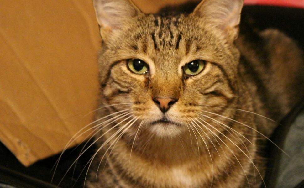 Katzen - Pawsometime