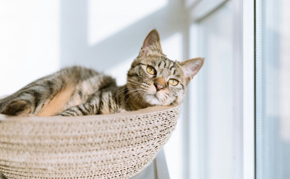 kratzbaum alte katze - Pawsometime