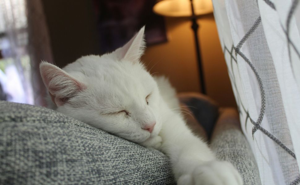 Katze - Pawsometime