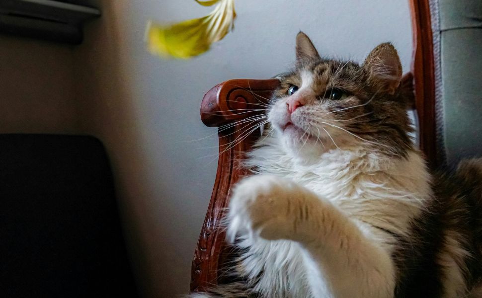 Katzenspielzeug – Pawsometime