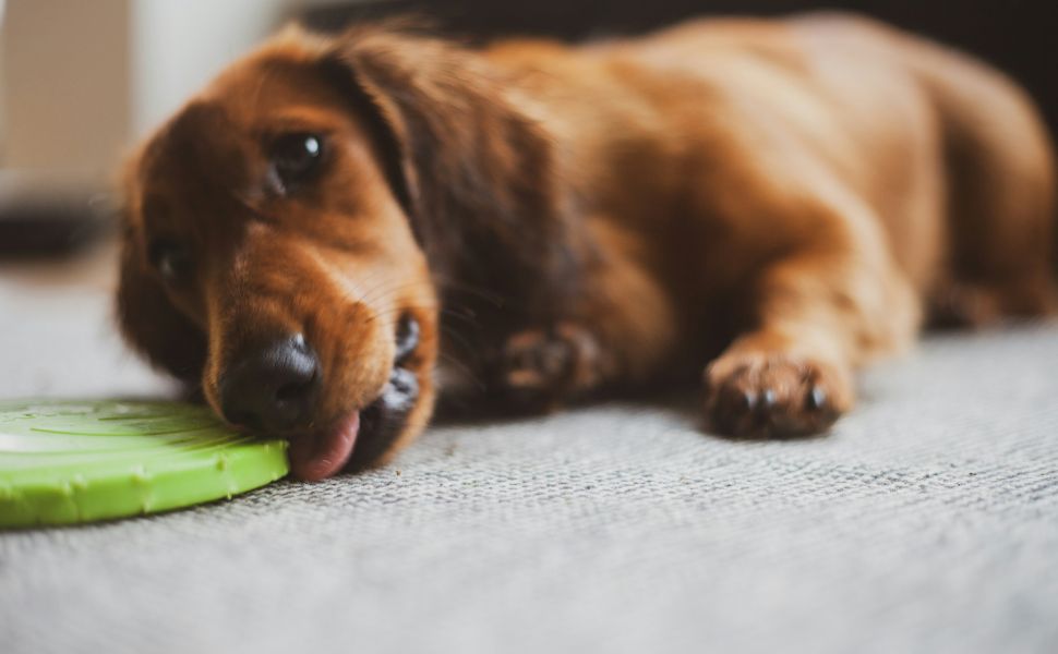 Kauknochen für Hunde - Pawsometime
