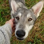 Linderung der Trennungsangst bei Hunden: Die besten Spielzeuge und Strategien