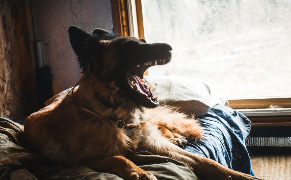 bellender Hund - Pawsometime