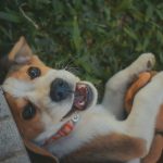 Die richtigen interaktiven Spielzeuge für energiegeladene Hunde wählen