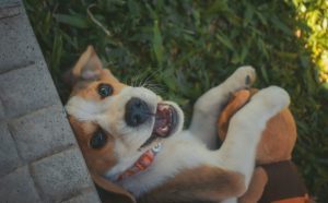 energiegeladene Hunde - Pawsometime