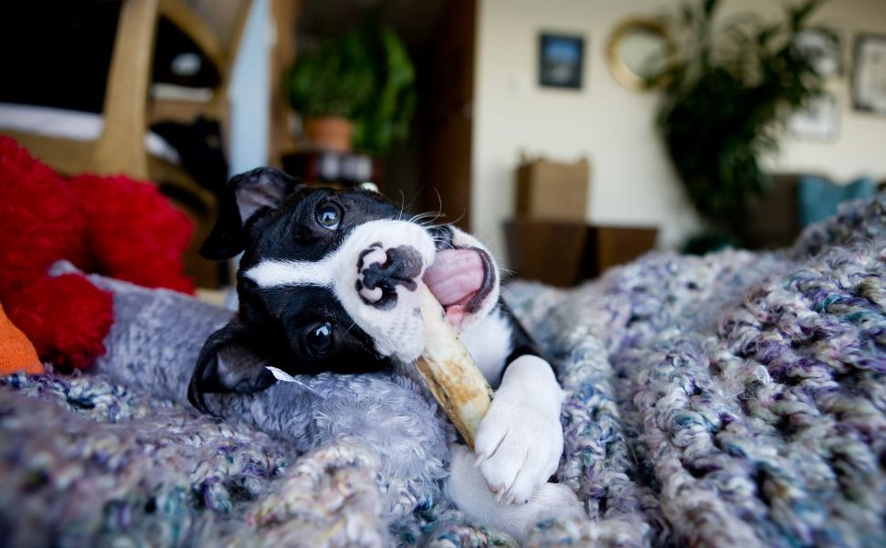 kauknochen hund - Pawsometime