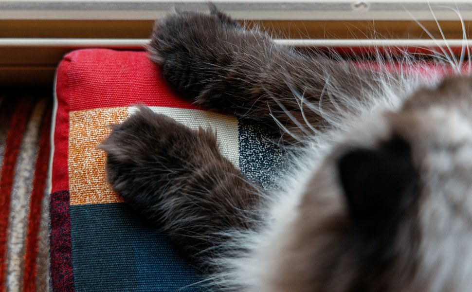 Katze - Pawsometime