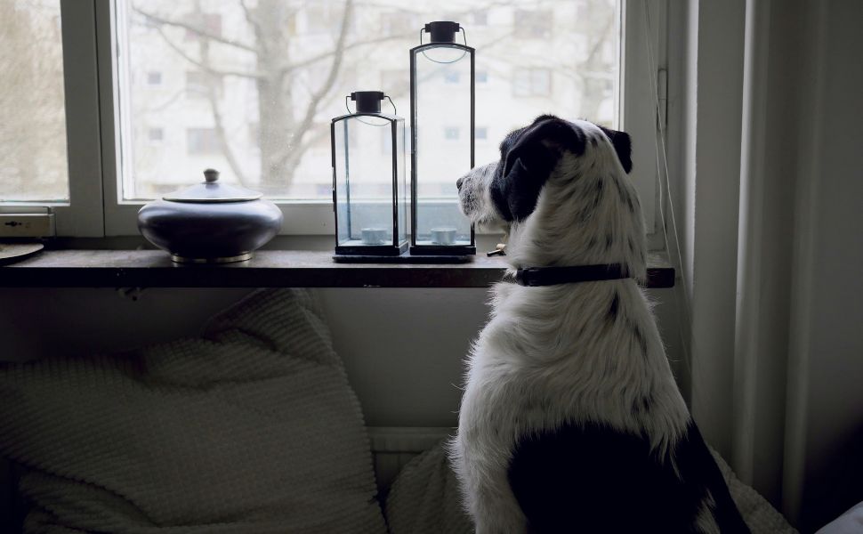 Langweiliger Hund - Pawsometime