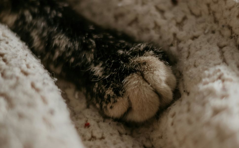 Katze - Pawsometime