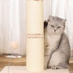 Sisal, Pappe oder Holz? Der Materialratgeber für Kratzbäume für Senior-Katzen