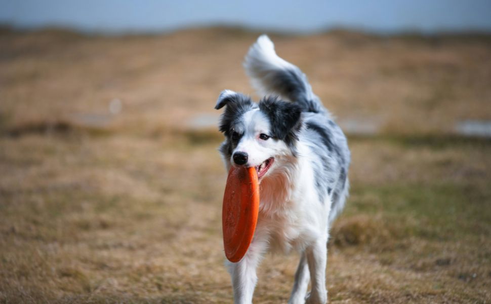 Hund - Pawsometime