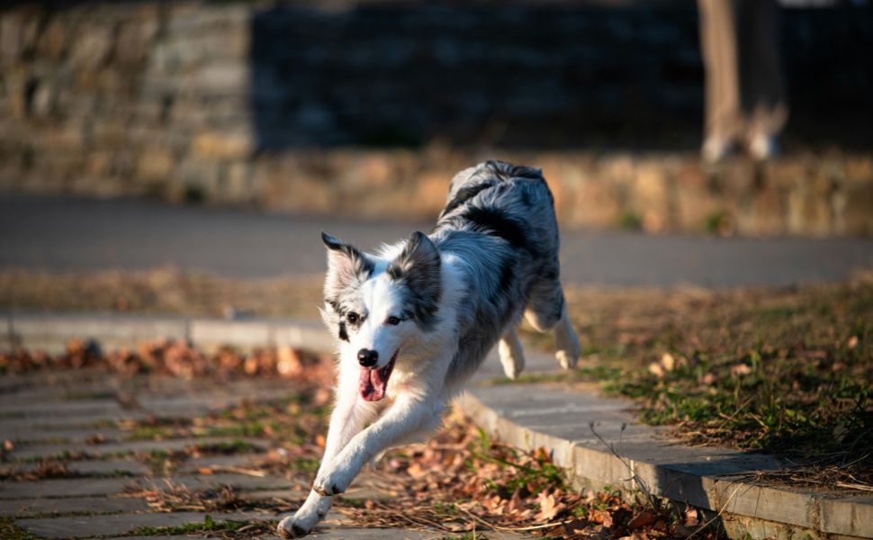 Border Collies und Bewegung - Pawsometime