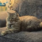 Katzen Kratz Ecken-Platzierung: Wo Sie den Kratzbaum für maximalen Erfolg aufstellen sollten