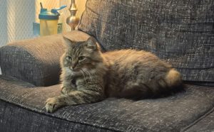 Kratzecken Katzen - Pawsometime