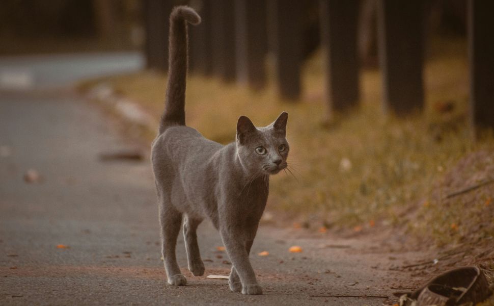 Dünne Katze - Pawsometime
