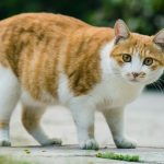Wie viel wiegt eine Katze? Gewichtsnormen und Gesundheitsmanagement in verschiedenen Phasen