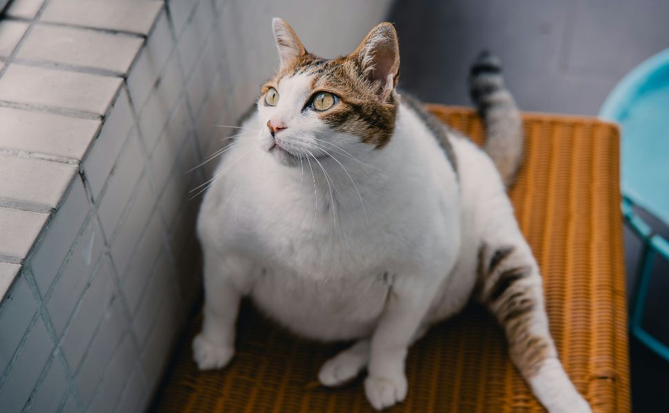 Dicke Katze - Pawsometime