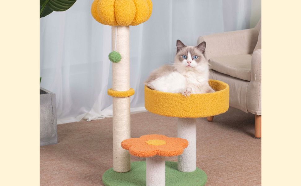 Wie viel wiegt eine Katze – Pawsometime