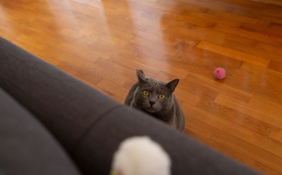Gelenkprobleme bei älteren Katzen - Pawsometime
