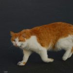 Der ideale Kratzbaum für Katzen mit Arthritis: Komfort, Sicherheit und Unterstützung