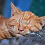 Wie schlafen Katzen?