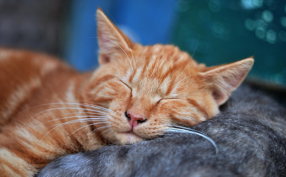 wie schlafen katzen - Pawsometime
