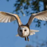 Welche Vögel sind nachtaktiv?