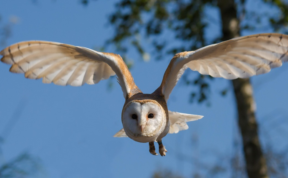 Welche Vögel sind nachtaktiv - Pawsometime