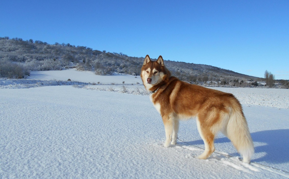 Alaskan Malamute - Pawsometime
