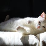 Wie lange schlafen Katzen am Tag?