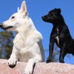 Wie alt wird ein Hund?