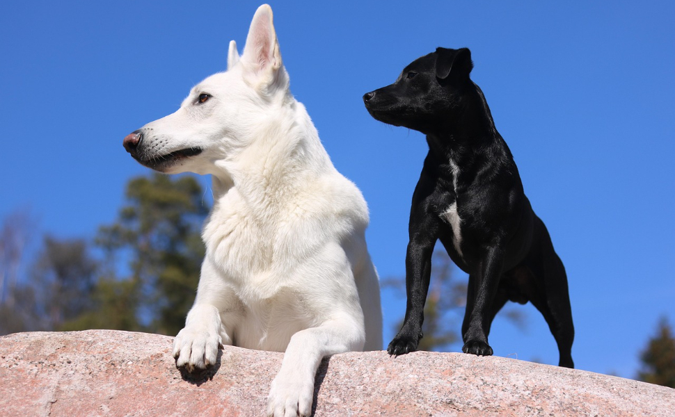 Wie alt wird ein Hund - Pawsometime