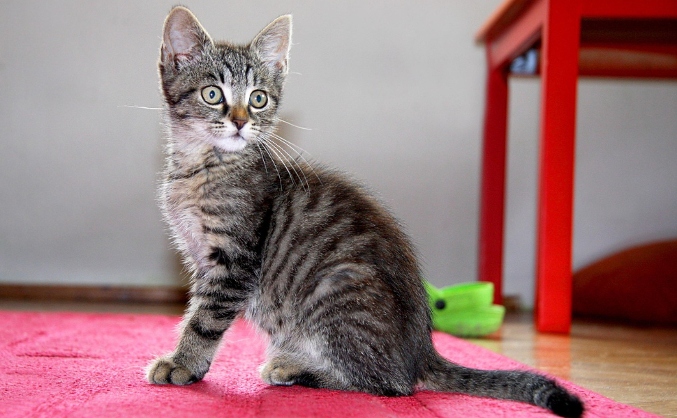 Spielzeug für Katzen zur Selbstbeschäftigung - Pawsometime