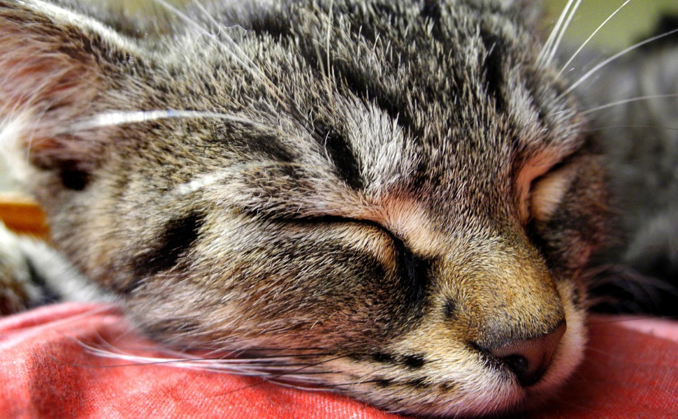 Ältere Katzen - Pawsometime
