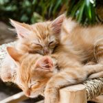 Wie lange schlafen Kitten?