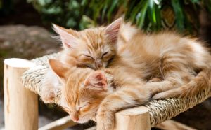 wie lange schlafen kitten - Pawsometime