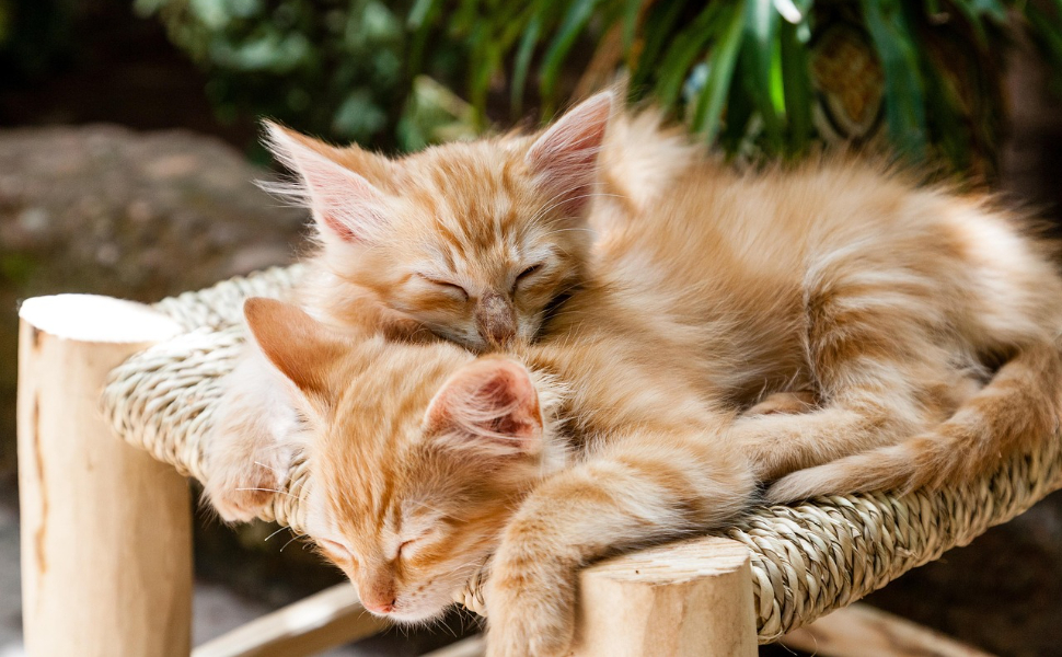 wie lange schlafen kitten - Pawsometime