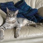 Wie groß sind Katzen?