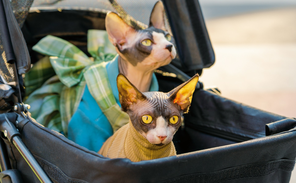 Katzen müssen warm bleiben - Pawsometime