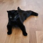 Wann ist ein Kater ausgewachsen?