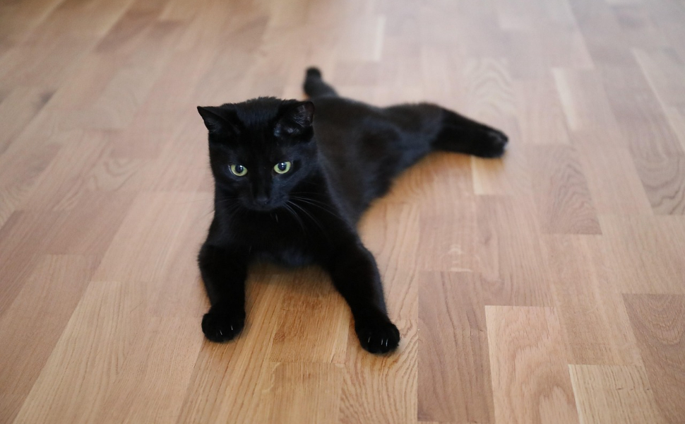 wann ist ein kater ausgewachsen - Pawsometime