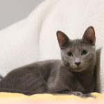 Wie lange leben Britisch Kurzhaar Katzen?