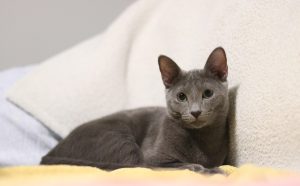 wie lange leben britisch kurzhaar katzen - Pawsometime