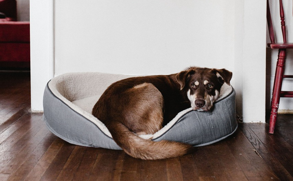 Hundespielzeug Unkaputtbar - Pawsometime