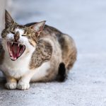 Wie viele Zähne haben Katzen?