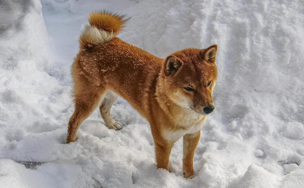 Shiba Inu - Pawsometime