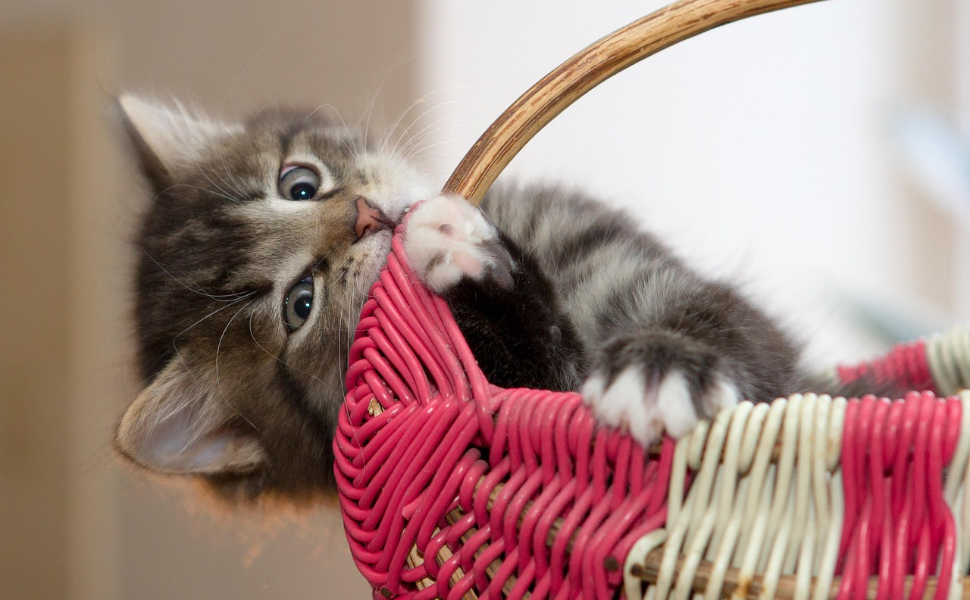 Katzen sehen Farben - Pawsometime