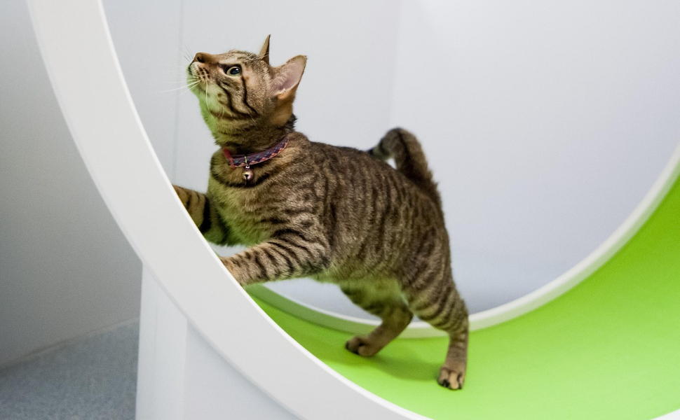 Laufende Katze - Pawsometime